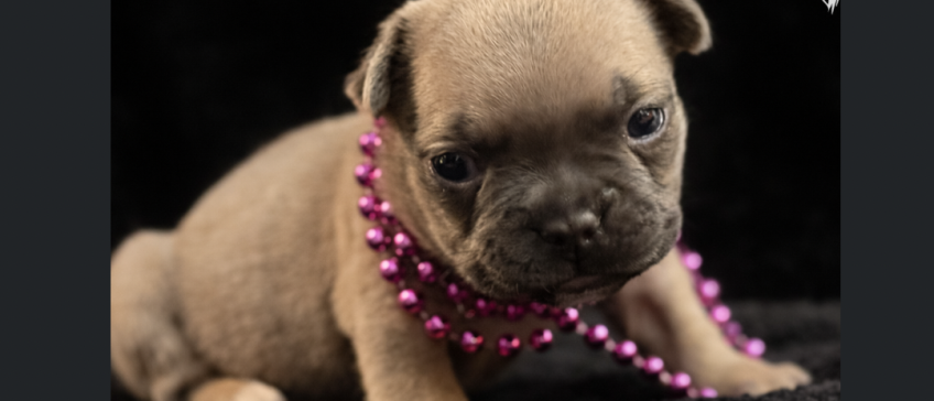 Small tan puppy wearing a pink beaded necklace, lying on a dark surface and looking at the camera