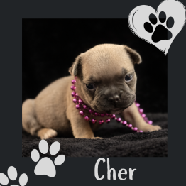 Small tan puppy wearing a pink bead necklace on a black blanket, with paw-print graphics and the name Cher