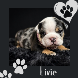 Black-and-white bulldog puppy on dark fur, with paw prints and the name “Livie” on a gray background