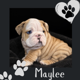 Bulldog puppy on a black background with paw prints and the name “Maylee”