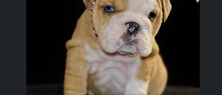 Cream-colored bulldog puppy with a wrinkled face sitting against a dark background