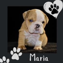 Tan bulldog puppy on a black background, with paw prints and the name Maria in white text