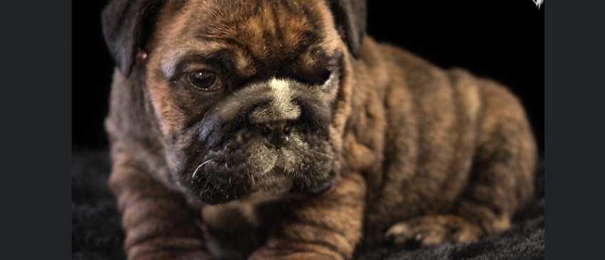 A brindle bulldog puppy lying down and looking at the camera.