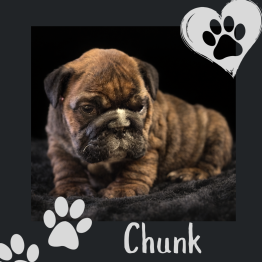 Brown bulldog puppy on a black background with paw prints and the name “Chunk”
