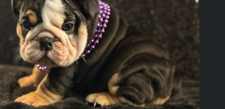 Bulldog puppy wearing a purple beaded necklace, lying on a dark blanket.