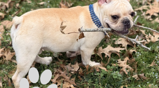 Small cream-colored dog with a blue collar sniffing a stick in dry leaves outdoors