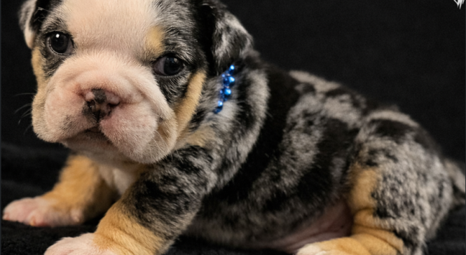 Small bulldog puppy with merle and tan fur lying on a dark background