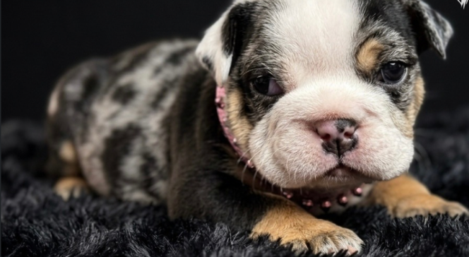 Sleeping black, white, and tan puppy lying on a dark fuzzy blanket