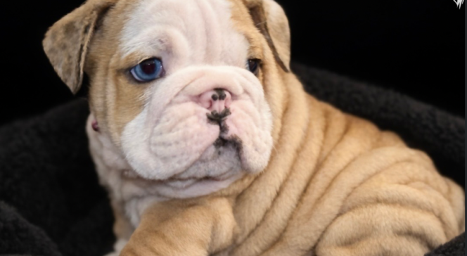 Tan and white bulldog puppy with wrinkled face, looking left against a black background