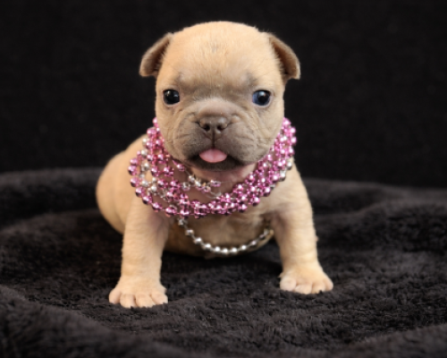 Small tan puppy wearing pink and pearl necklaces, sitting on a black blanket with tongue out.