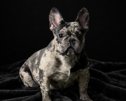French bulldog sitting on a black blanket against a dark background.