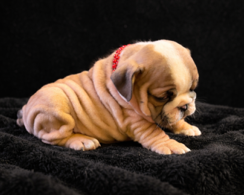 Sleeping tan bulldog puppy on a black blanket, wearing a red collar
