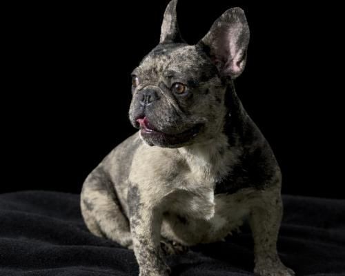 Brindle French bulldog sitting on a dark blanket against a black background, tongue slightly out.