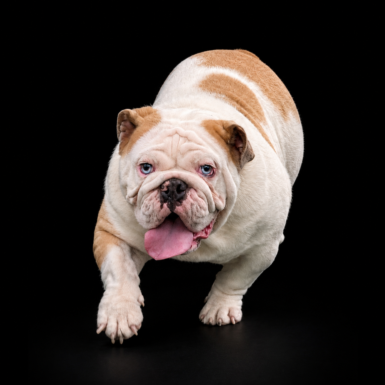 Brindle French bulldog with a blue collar, looking at the camera against a blurred background
