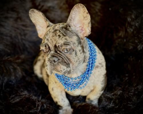French bulldog with brindle coat wearing blue beaded necklaces against a dark background