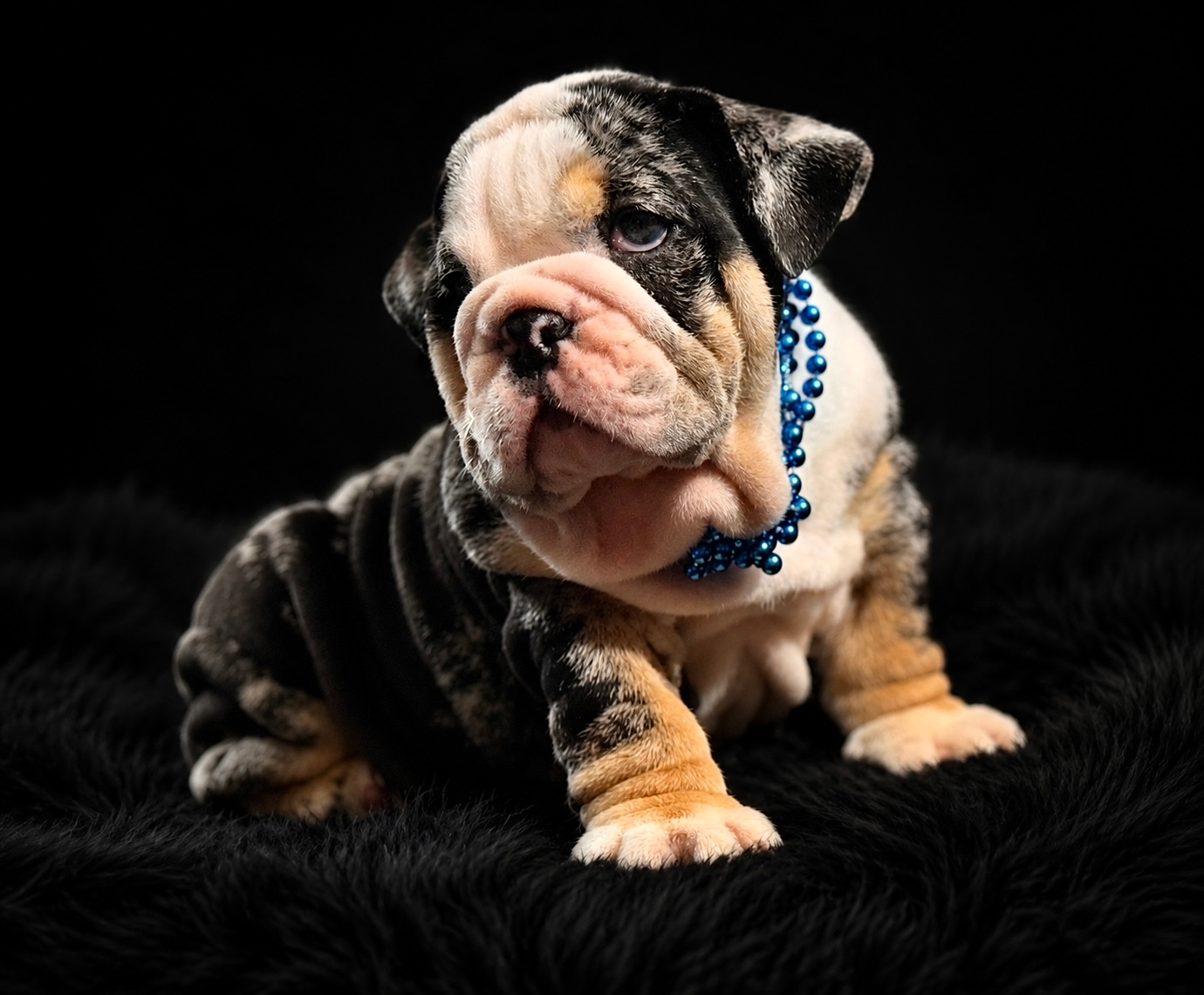Six bulldog puppies cuddled together on a soft blanket, facing the camera.