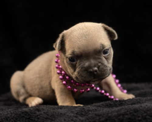 Small tan puppy wearing a pink bead necklace, lying on a black blanket against a dark background.