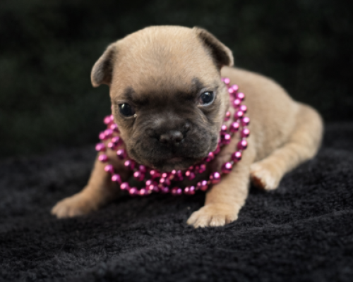 Tan puppy wearing pink beaded necklaces лежing on a black blanket