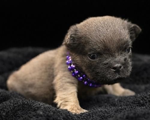 Tiny tan puppy wearing a purple beaded collar леж at an angle on a black blanket
