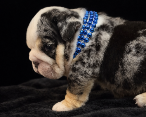 Merle bulldog puppy wearing a blue beaded collar on a black background