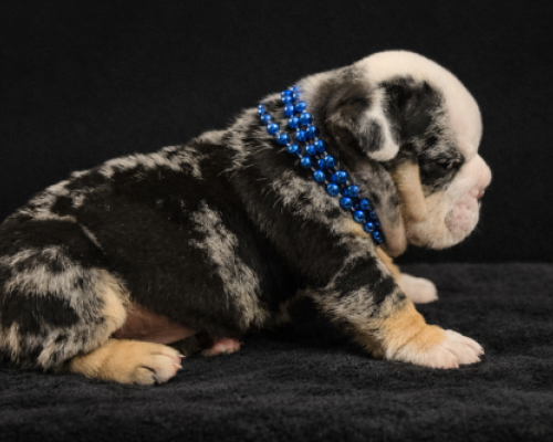 Merle bulldog puppy wearing a blue beaded collar on a black blanket