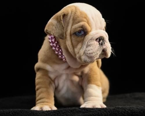 Tan bulldog puppy with a pink collar sitting on a black background