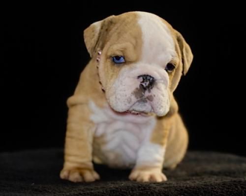 Tan bulldog puppy with a white face sits against a black background
