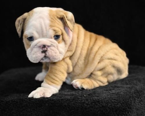 Tan bulldog puppy sitting on a black blanket, looking slightly sad