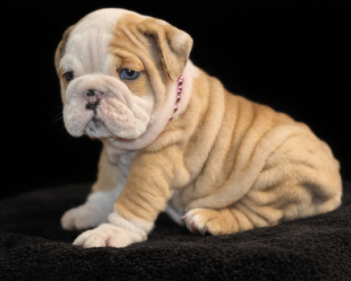 Tan bulldog puppy sitting on a black blanket against a black background.