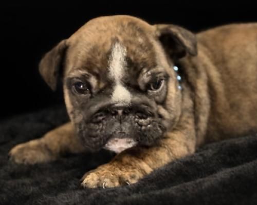 Brown puppy lying on a black blanket, looking at the camera with a sleepy expression