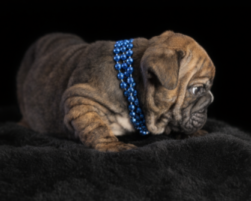 Sleeping brown puppy with a blue beaded collar on a black blanket