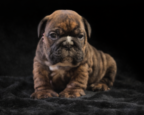 Brindle bulldog puppy sitting on a dark blanket against a black background