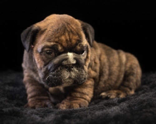 Brown brindle puppy lying on a black blanket against a dark background