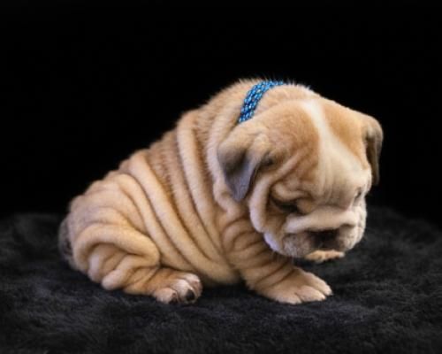 Sleepy tan bulldog puppy with a blue ribbon, sitting on a black blanket.