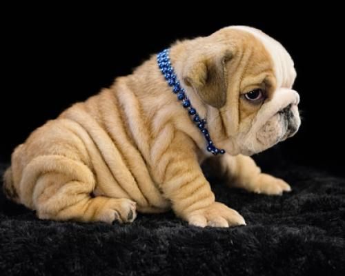 Small wrinkled tan bulldog puppy wearing a blue beaded collar, sitting on black fur background