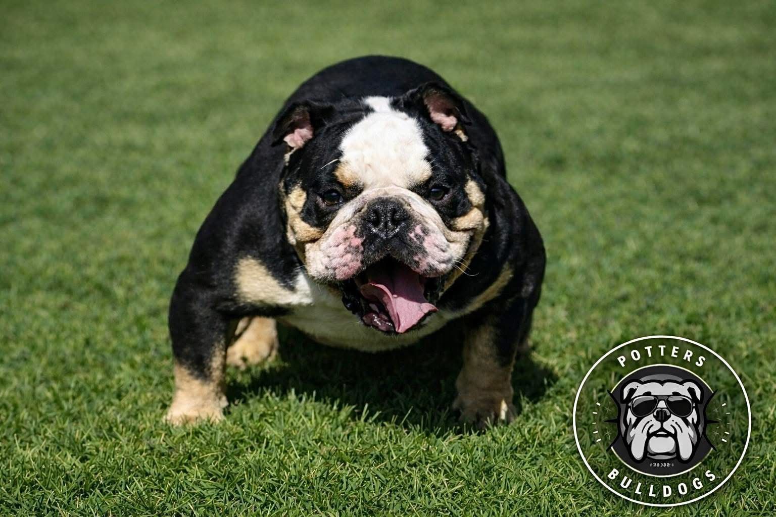 Black-and-white bulldog on grass, facing forward with mouth open and tongue out
