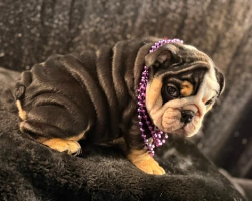 Wrinkled black-and-tan puppy wearing purple beads on a dark fuzzy blanket