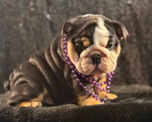 Black-and-white bulldog puppy wearing purple beads on a dark blanket