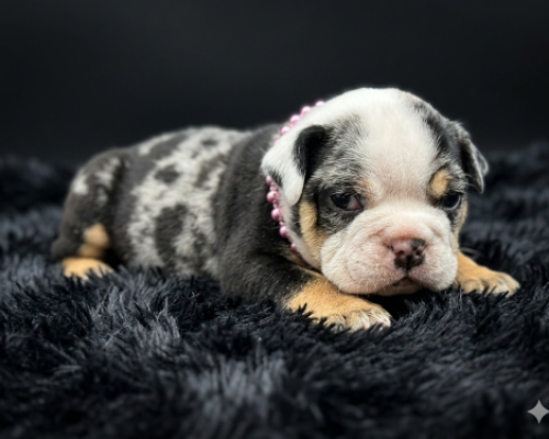 Tiny black-and-white puppy lying on a dark fluffy blanket, looking sleepy and wearing a pink collar