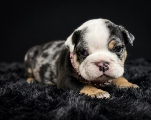 Small black-and-white puppy lying on a dark fluffy blanket, looking at the camera