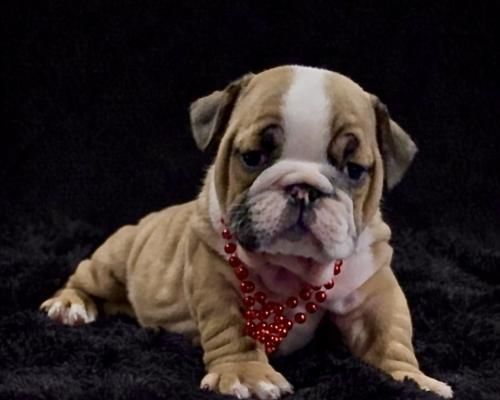 Bulldog puppy with red beaded necklace lying on a black background