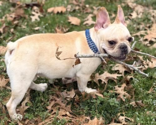 Cream French bulldog with blue collar standing on grass and leaves, holding a stick in its mouth