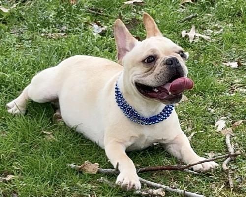 Cream-colored French bulldog lying on grass, tongue out, wearing a blue beaded collar.