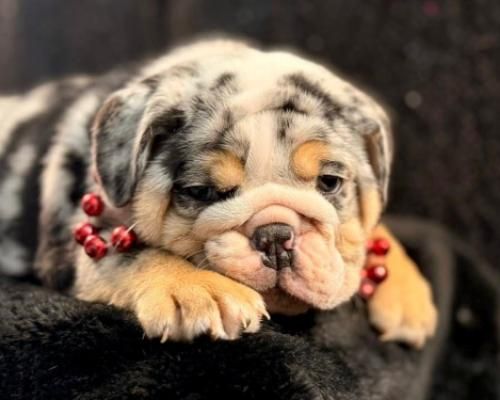 Sleepy merle bulldog puppy with red beads resting on a dark blanket