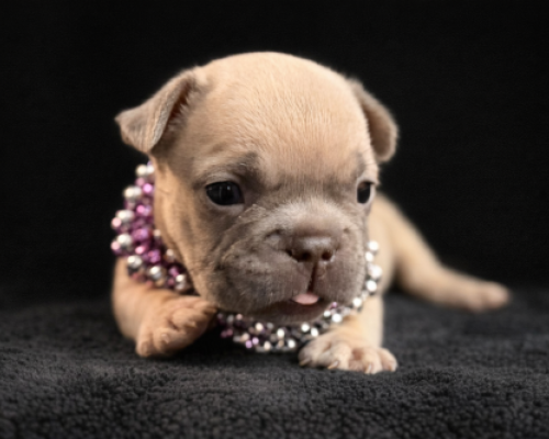 Small tan puppy wearing a pink beaded necklace on a black blanket, looking toward the camera