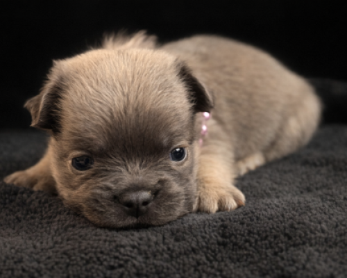 Tiny brown puppy lying on a dark blanket, looking forward with sleepy eyes.
