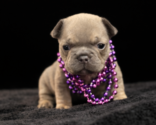 Small brown puppy wearing purple bead necklaces on a dark blanket