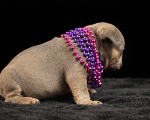 Tiny tan puppy sitting on a black blanket, draped in purple and pink bead necklaces.