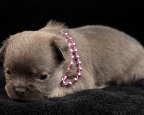 Tiny gray puppy wearing a pink beaded necklace, resting on a black blanket.