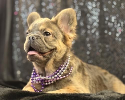 French bulldog wearing purple bead necklaces, lying on a black blanket against a sparkly backdrop
